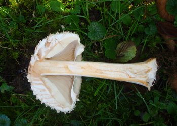 Keulenstieliger Garten-Safranschirmling (Chlorophyllum rachodes) - © Bernard Wieser